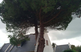  Abattage d’un sapin à Damgan 
